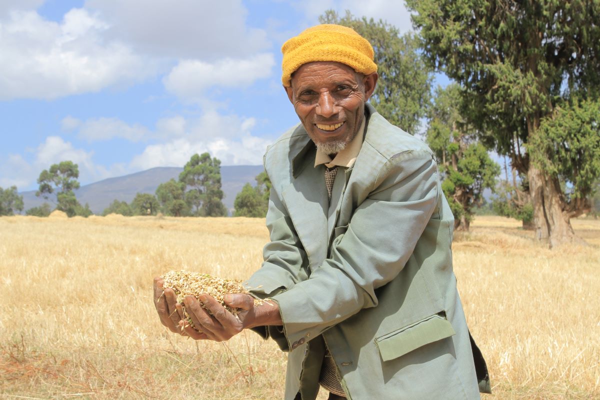 Strengthening local malt barley supply chains in Ethiopia