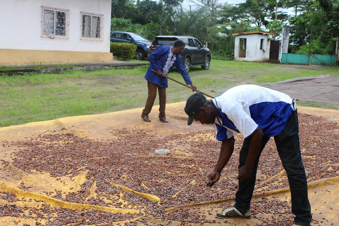 Case Study (Cocoa Sector in Côte d’Ivoire): Terms of Reference