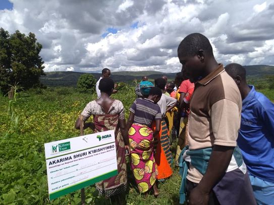 Kilimo Trust’s consortium approach to value chain development