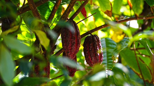 AMEA case study on access to finance for cocoa producers