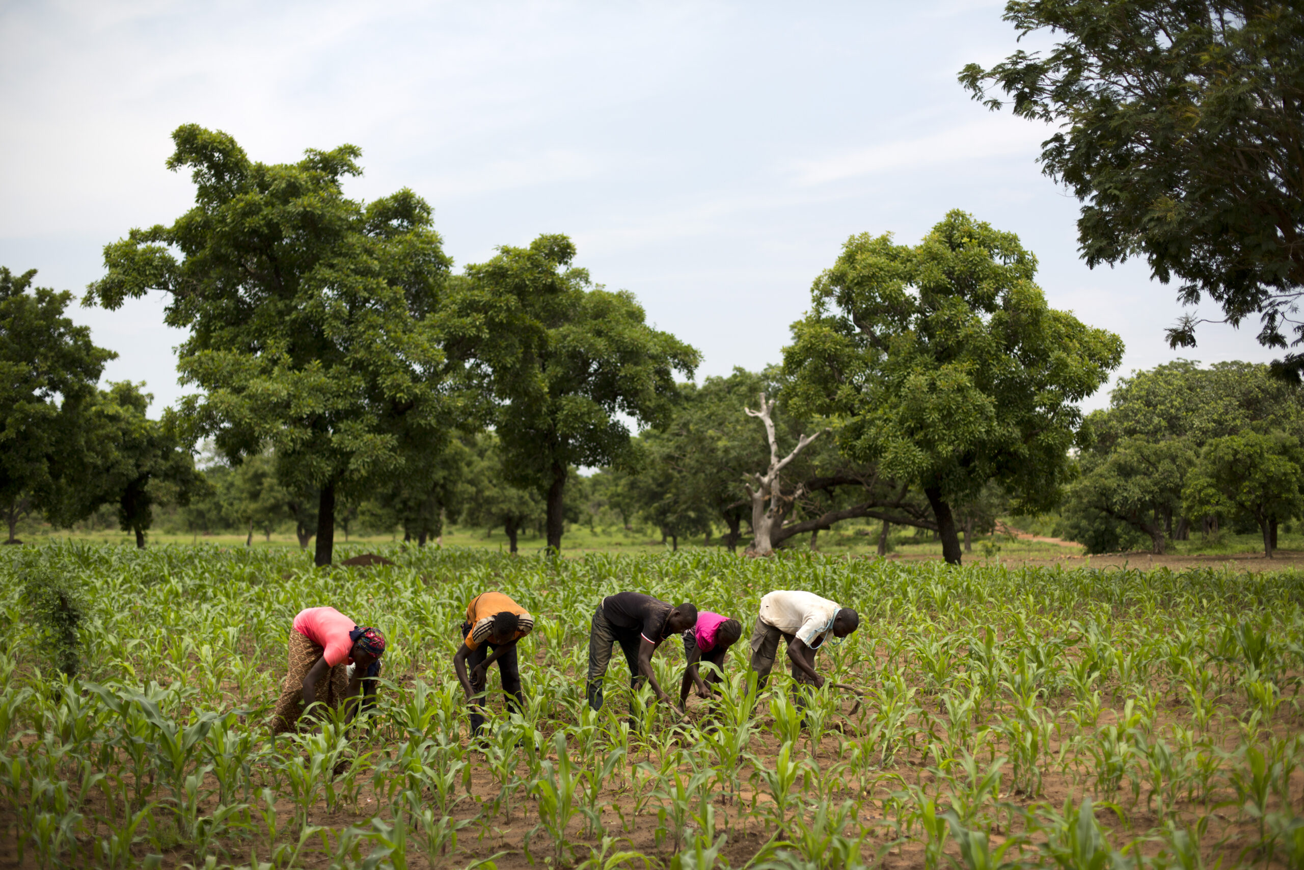 lessons from AGRA’s Input Finance Model (technical note)