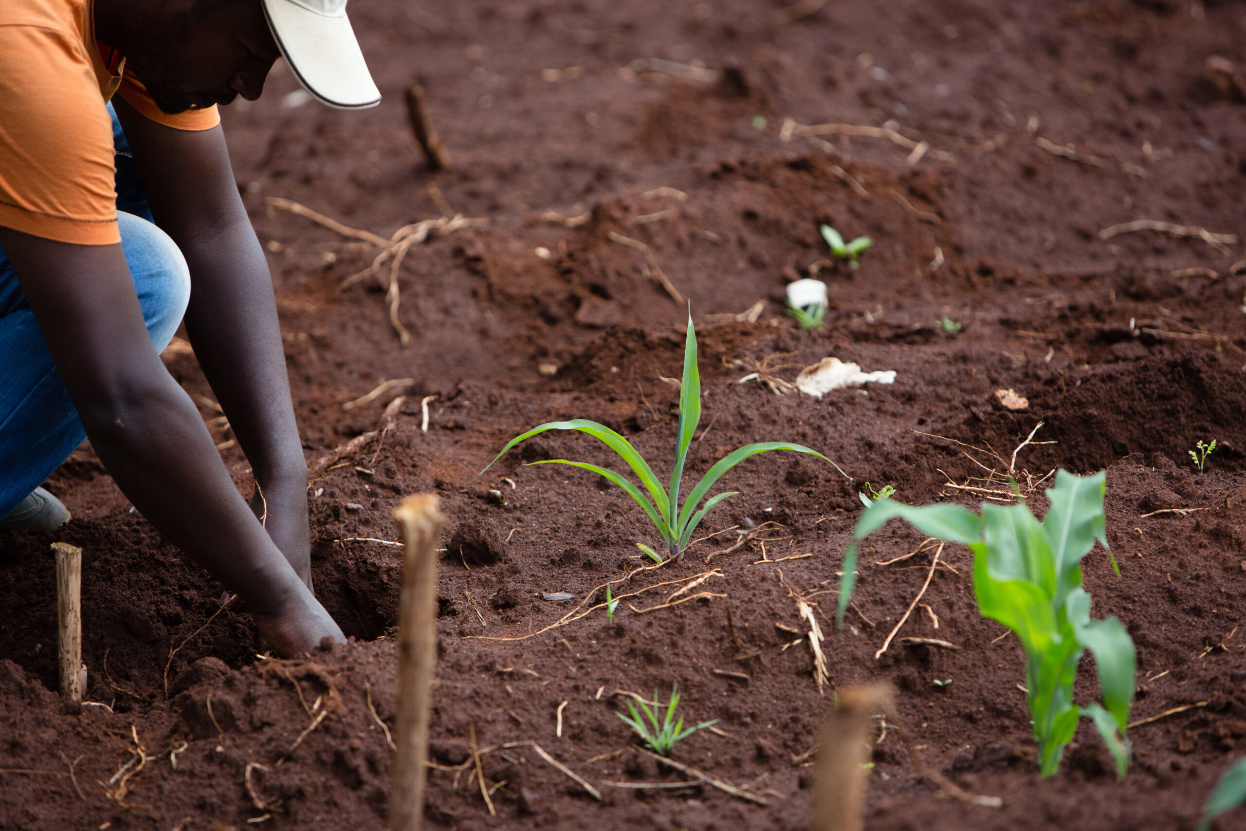 Cooperative-driven development in Ethiopia (technical note)