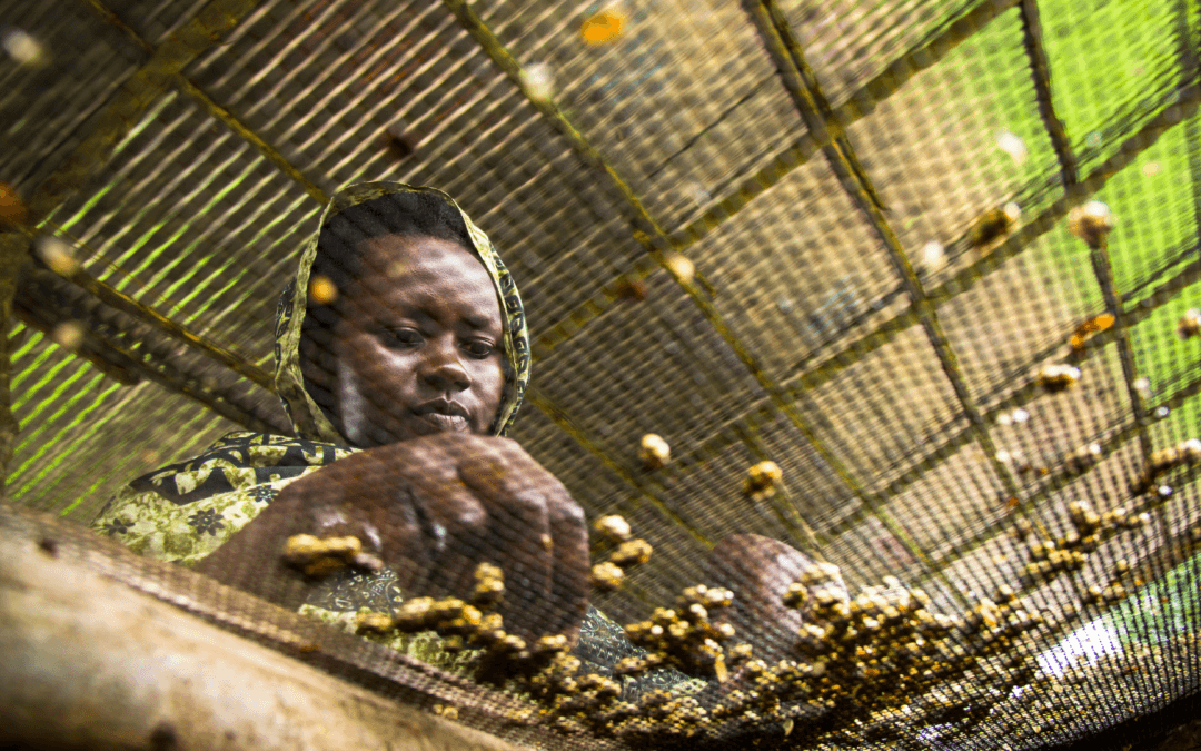 Strengthening Agri SMEs’ and Co-ops’ Climate Resilience and Growth Potential – Lessons from Rwanda’s SAIP I